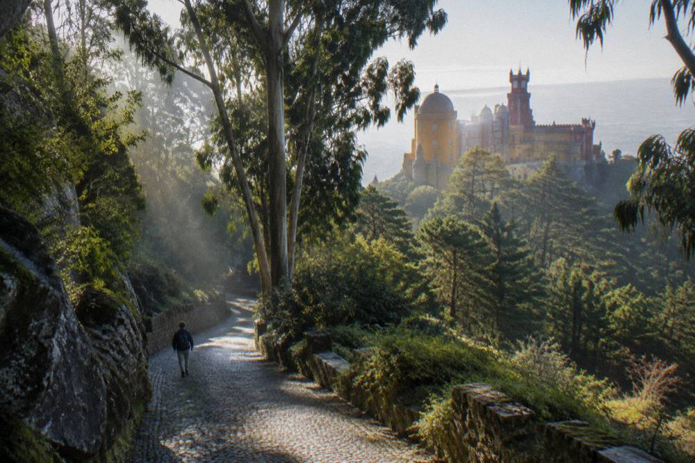 A winding forested road in the Sintra hills with stone walls and tall trees in morning light